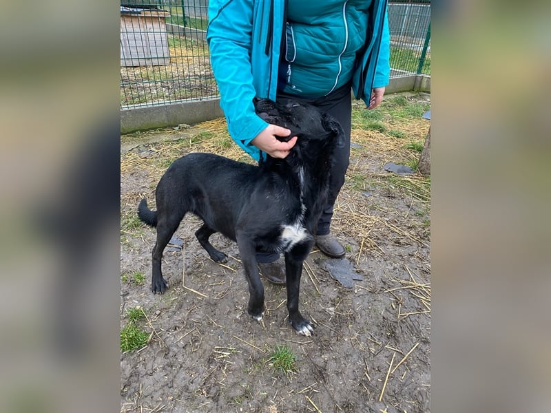 Großer Rüde Opium auf der Suche nach einem aktiven und verantwortungsvollen Zuhause !!