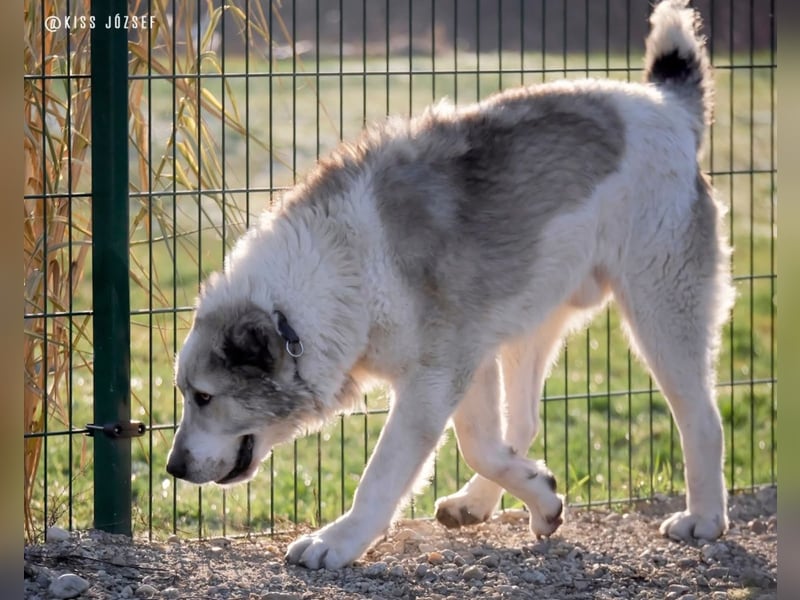 Macilaci, gerne auch Yogi-Bär genannt, ein sanfter Riese für standfeste Menschen