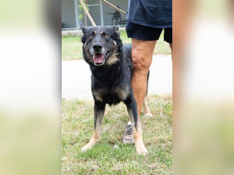 Alex hatte bei seinen bisherigen Haltern kein gutes Leben !