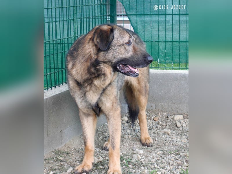 Tomi, ein wunderschöner großer Rüde, sucht ein Heim mit viel Platz !