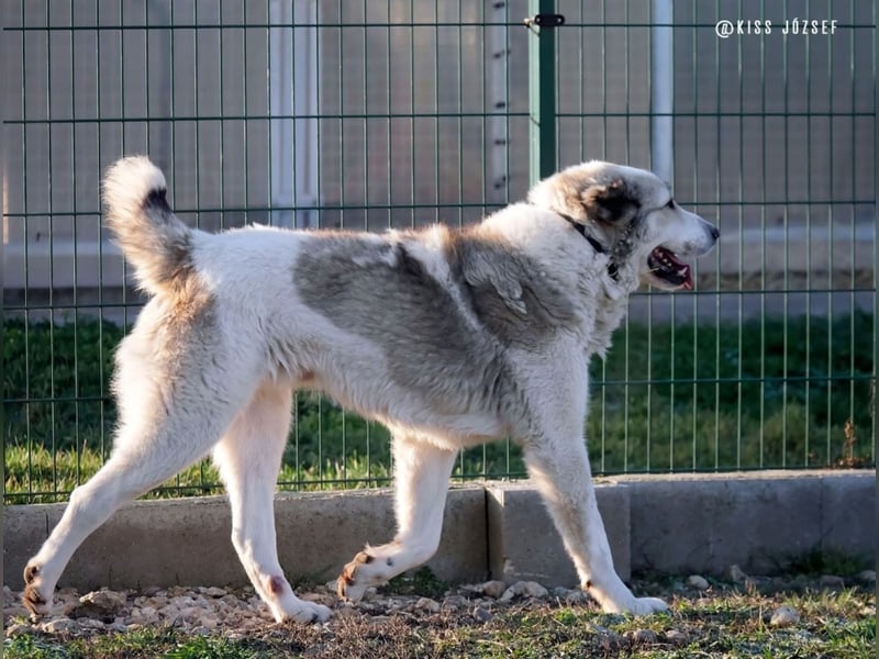 Macilaci, gerne auch Yogi-Bär genannt, ein sanfter Riese für standfeste Menschen