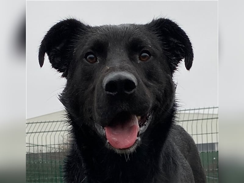 Großer Rüde Opium auf der Suche nach einem aktiven und verantwortungsvollen Zuhause !!