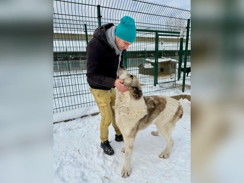 Macilaci, gerne auch Yogi-Bär genannt, ein sanfter Riese für standfeste Menschen