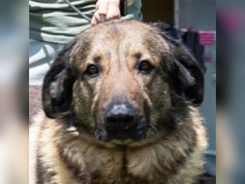 Tomi, ein wunderschöner großer Rüde, sucht ein Heim mit viel Platz !