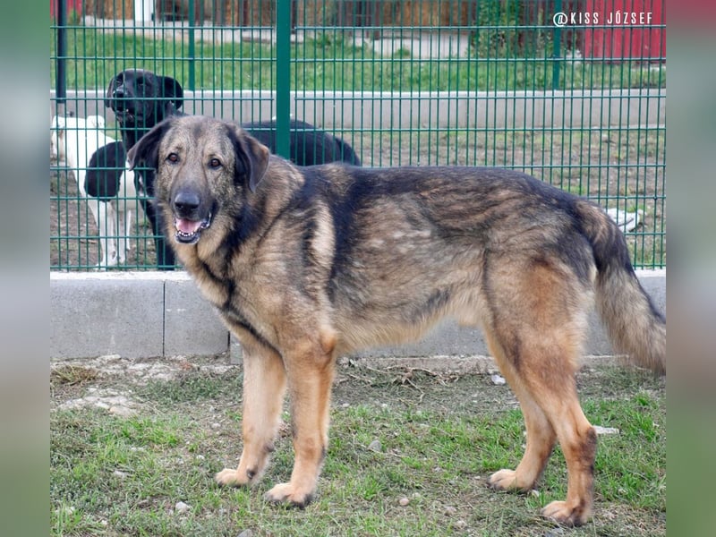Tomi, ein wunderschöner großer Rüde, sucht ein Heim mit viel Platz !