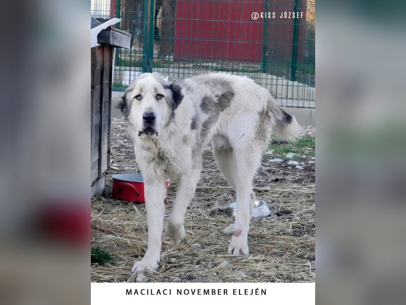 Macilaci, gerne auch Yogi-Bär genannt, ein sanfter Riese für standfeste Menschen