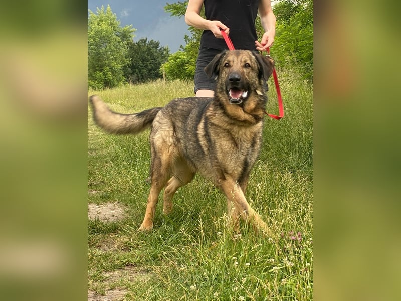 Tomi, ein wunderschöner großer Rüde, sucht ein Heim mit viel Platz !