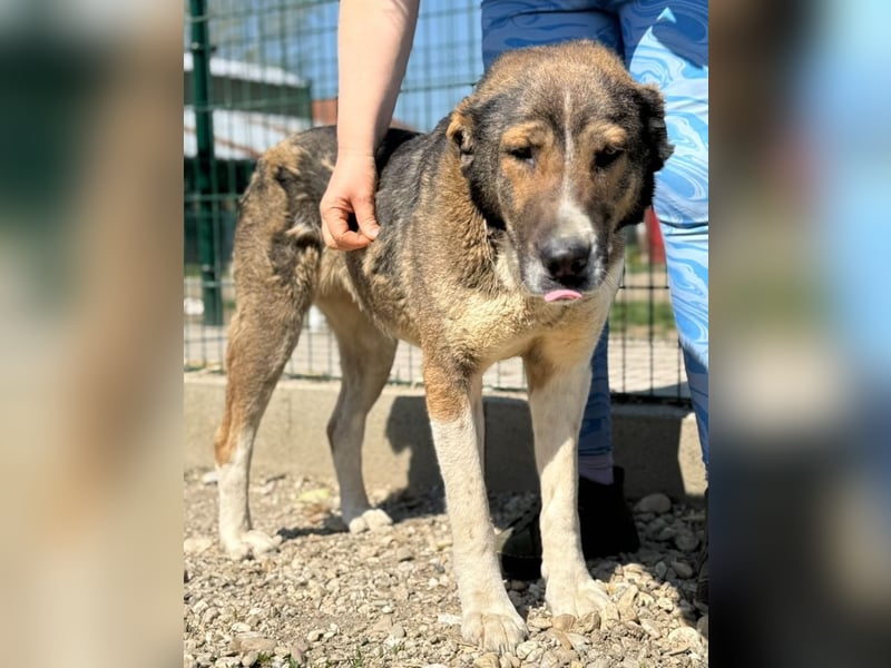 Héra eine große Hündin mit einem Riesenherzen und Liebe zu den Menschen