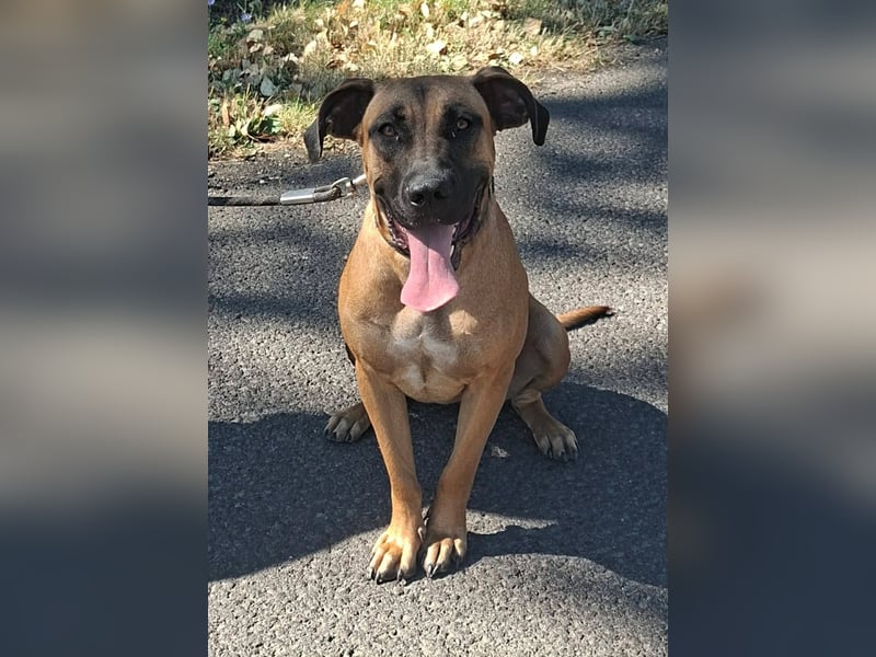 Marmaduke ist sehr freundlich, aktiv, verspielt , menschenbezogen !