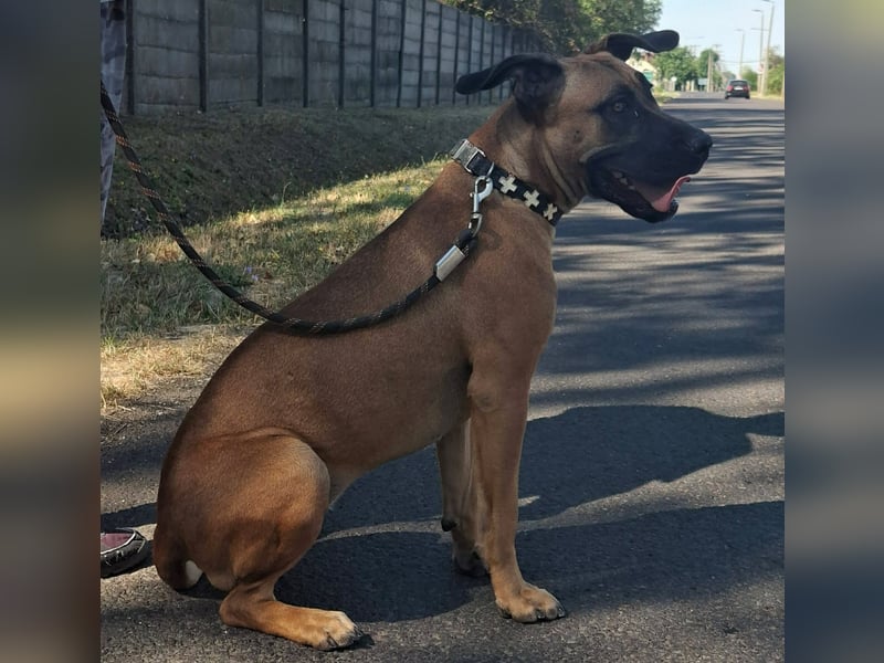Marmaduke ist sehr freundlich, aktiv, verspielt , menschenbezogen !