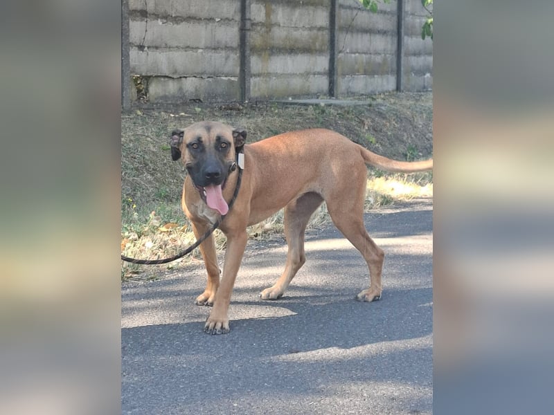 Marmaduke ist sehr freundlich, aktiv, verspielt , menschenbezogen !
