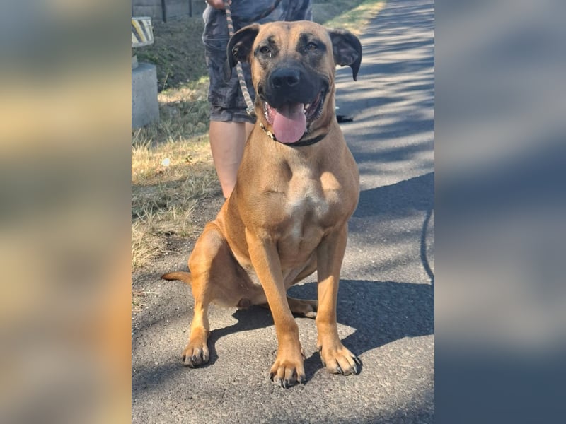 Marmaduke ist sehr freundlich, aktiv, verspielt , menschenbezogen !