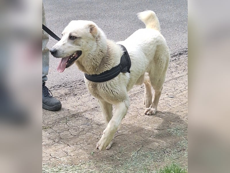 Amy ist eine ruhige, freundliche Hündin !