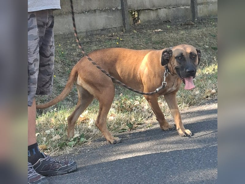 Marmaduke ist sehr freundlich, aktiv, verspielt , menschenbezogen !