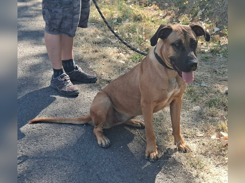 Marmaduke ist sehr freundlich, aktiv, verspielt , menschenbezogen !