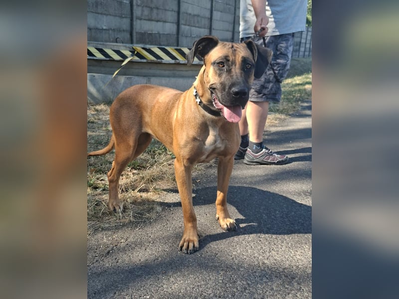 Marmaduke ist sehr freundlich, aktiv, verspielt , menschenbezogen !