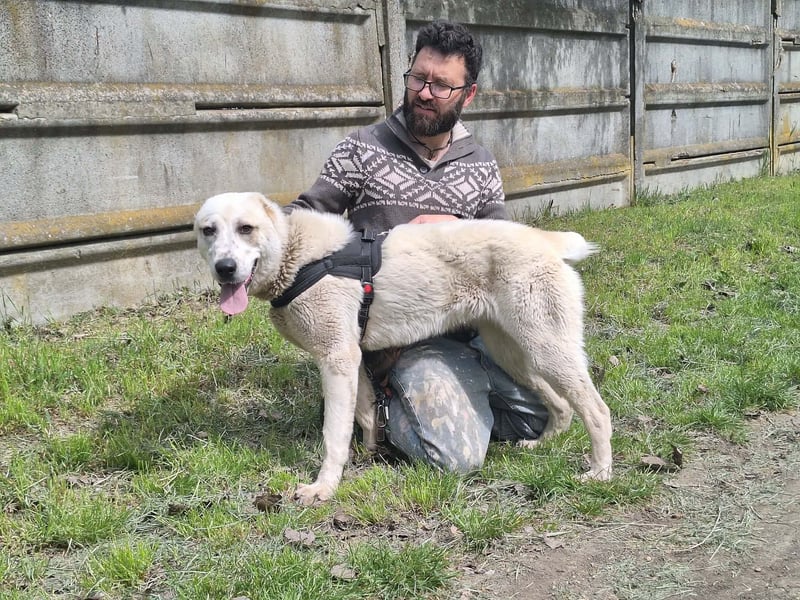 Amy ist eine ruhige, freundliche Hündin !