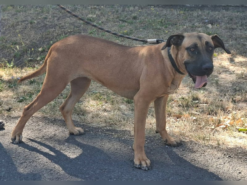 Marmaduke ist sehr freundlich, aktiv, verspielt , menschenbezogen !