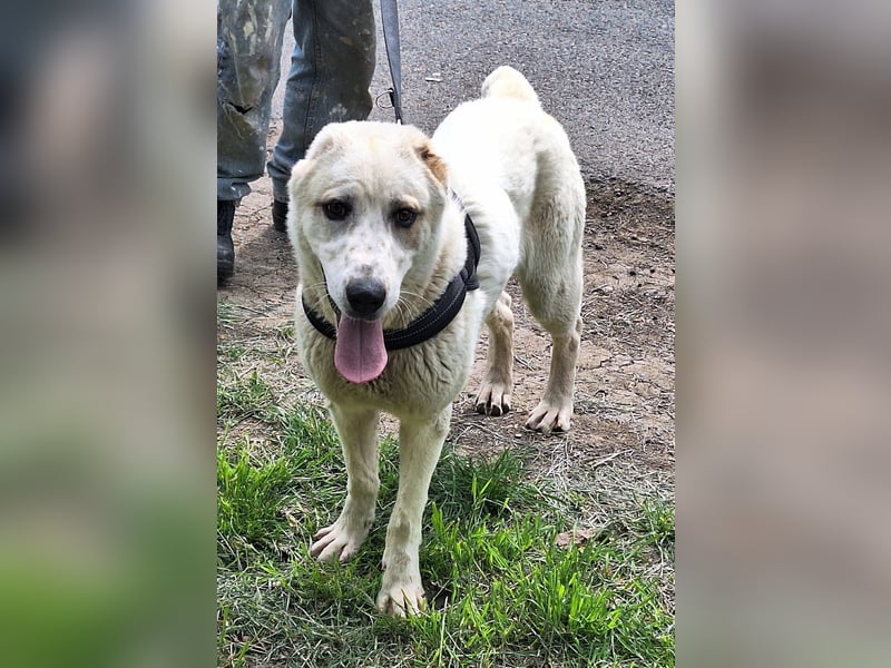 Amy ist eine ruhige, freundliche Hündin !