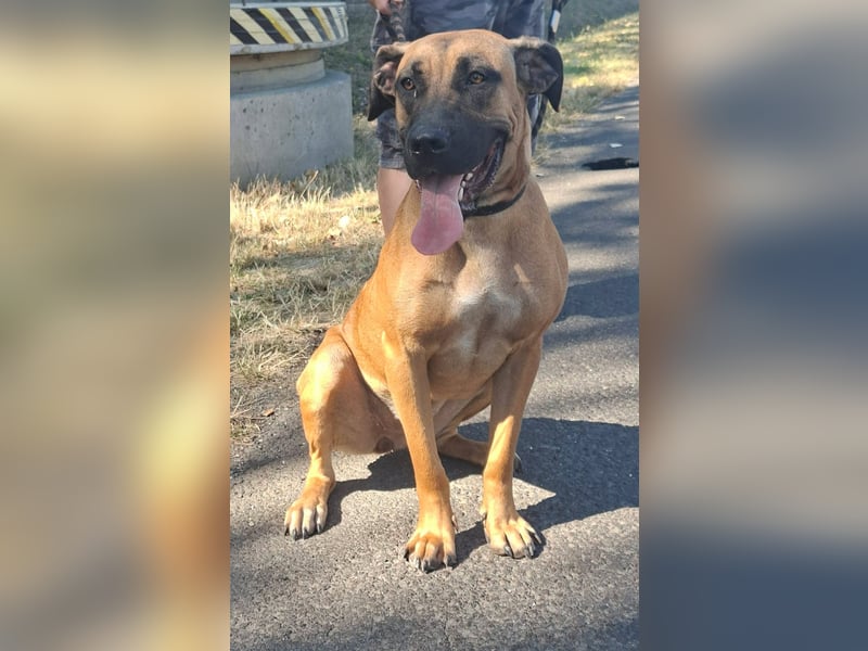 Marmaduke ist sehr freundlich, aktiv, verspielt , menschenbezogen !