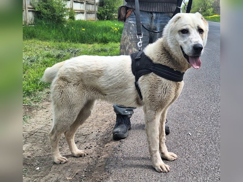 Amy ist eine ruhige, freundliche Hündin !