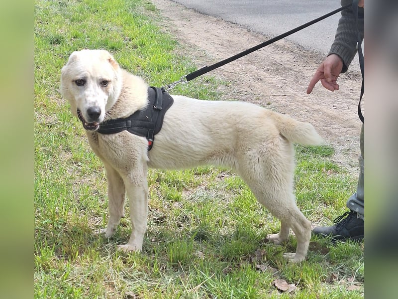 Amy ist eine ruhige, freundliche Hündin !