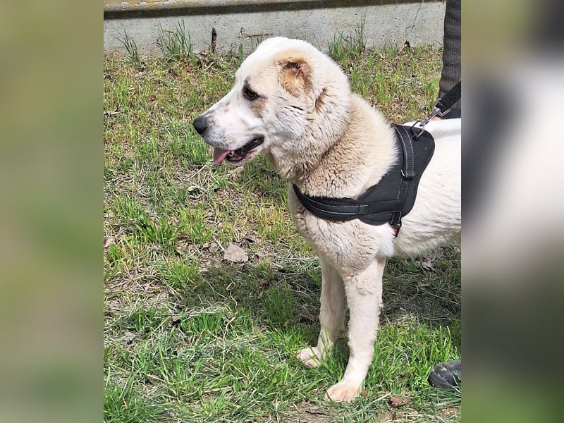 Amy ist eine ruhige, freundliche Hündin !