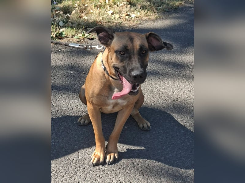 Marmaduke ist sehr freundlich, aktiv, verspielt , menschenbezogen !
