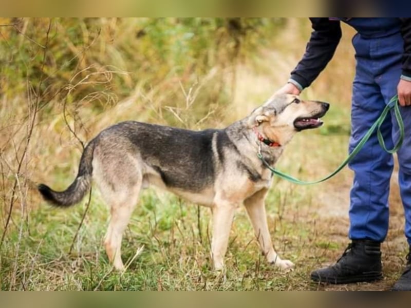 Losik- Fröhlicher und verspielter Rüde sucht seine Familie  Losik- Fröhlicher und verspielter Rüde sucht seine Familie