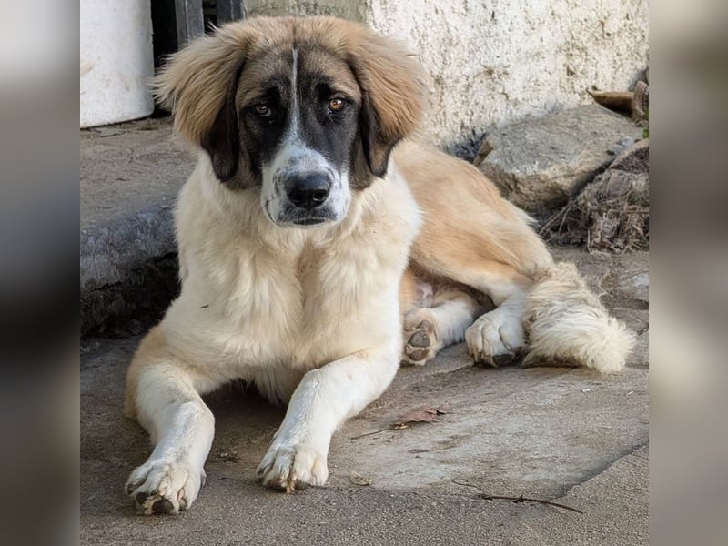 Ley, geb. ca. 12/2024, lebt in GRIECHENLAND, auf einer privaten Pflegestelle