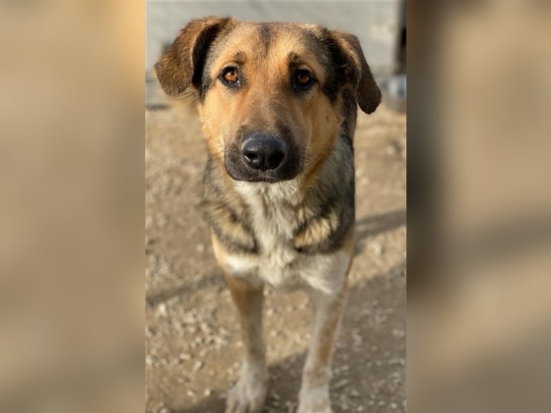 Yassin, geb. ca. 06/2020, lebt in GRIECHENLAND, im städt. Tierheim Serres