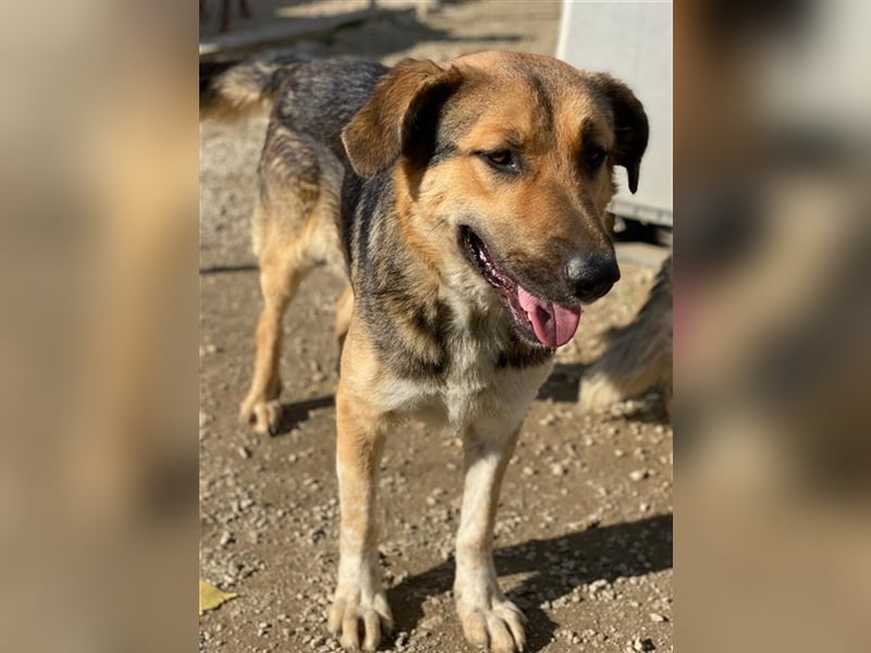 Yassin, geb. ca. 06/2020, lebt in GRIECHENLAND, im städt. Tierheim Serres