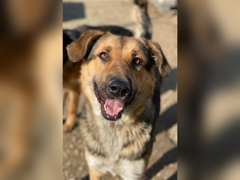 Yassin, geb. ca. 06/2020, lebt in GRIECHENLAND, im städt. Tierheim Serres