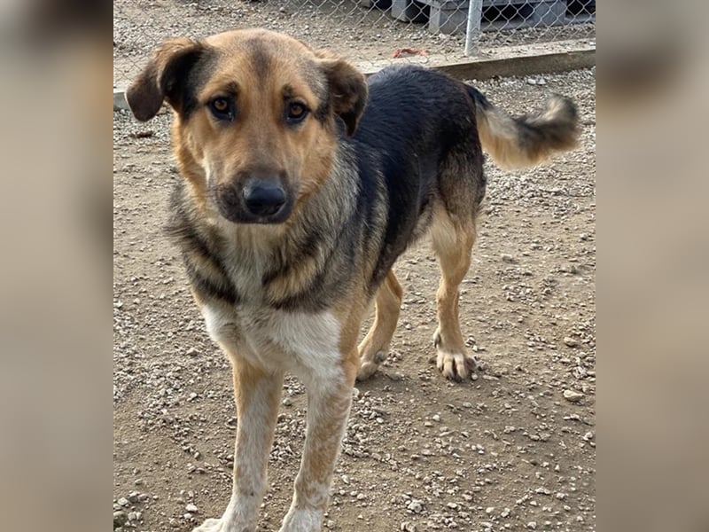 Yassin, geb. ca. 06/2020, lebt in GRIECHENLAND, im städt. Tierheim Serres