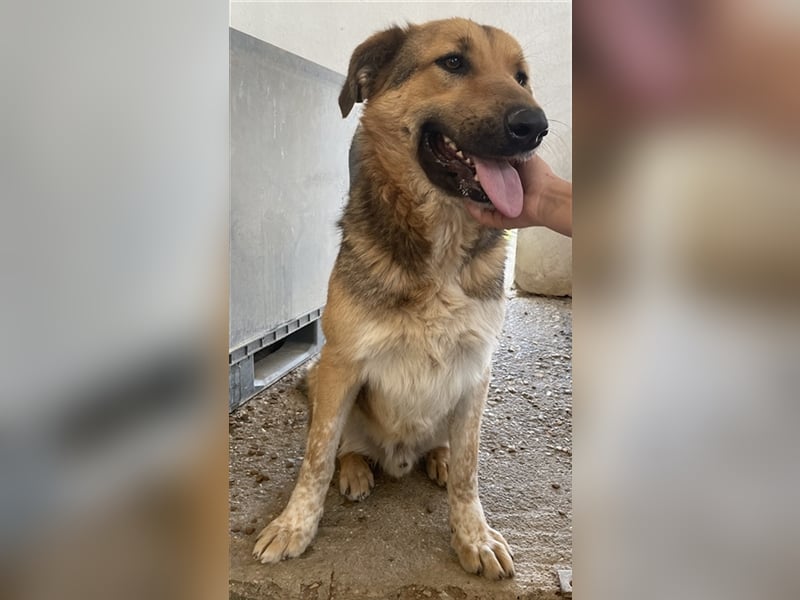 Yassin, geb. ca. 06/2020, lebt in GRIECHENLAND, im städt. Tierheim Serres