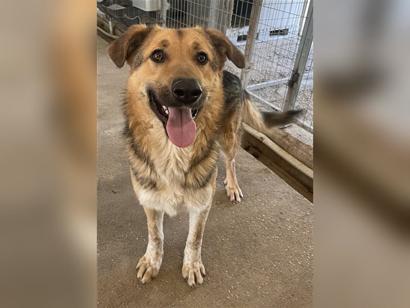 Yassin, geb. ca. 06/2020, lebt in GRIECHENLAND, im städt. Tierheim Serres