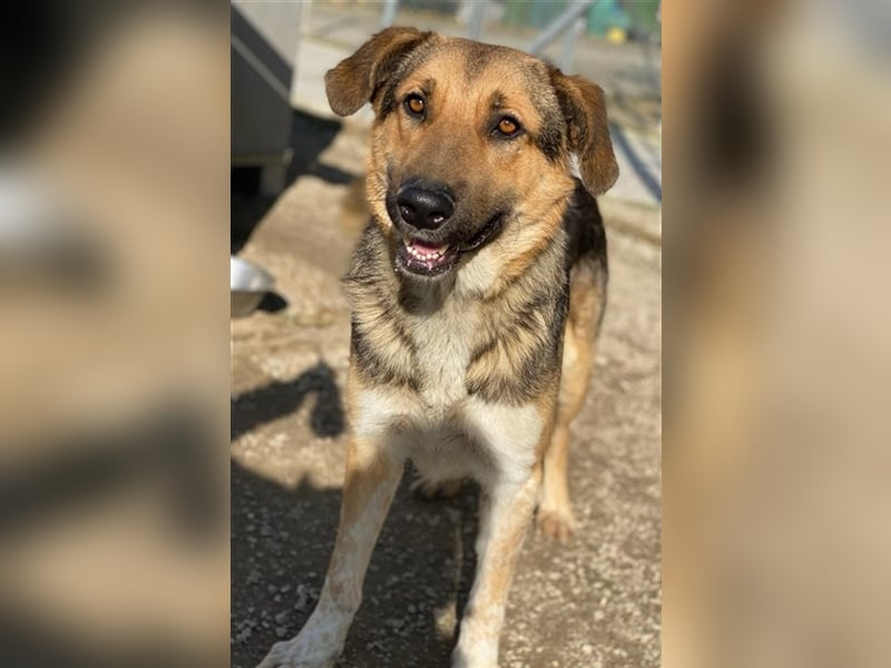 Yassin, geb. ca. 06/2020, lebt in GRIECHENLAND, im städt. Tierheim Serres