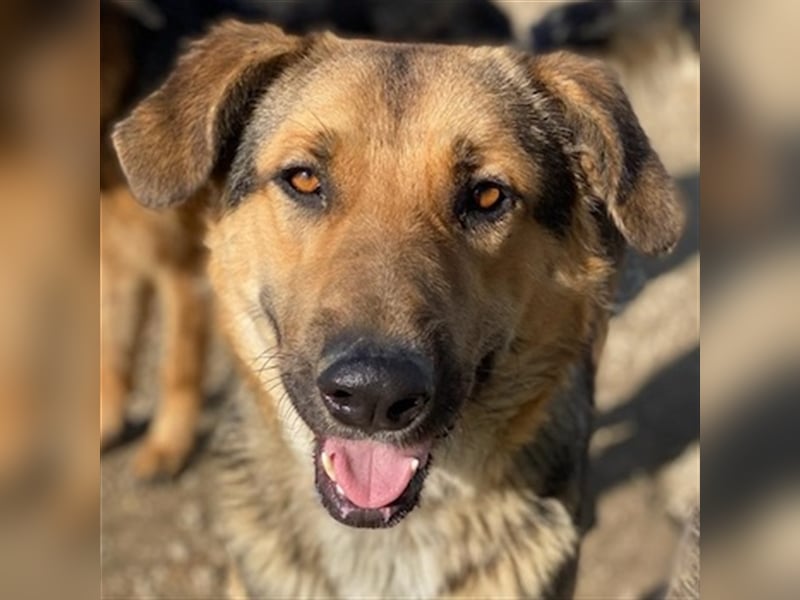 Yassin, geb. ca. 06/2020, lebt in GRIECHENLAND, im städt. Tierheim Serres