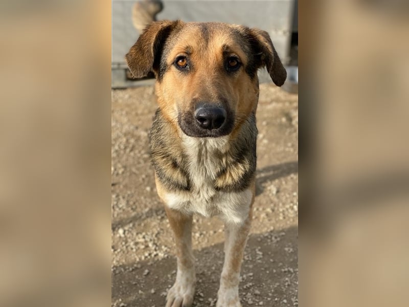 Yassin, geb. ca. 06/2020, lebt in GRIECHENLAND, im städt. Tierheim Serres