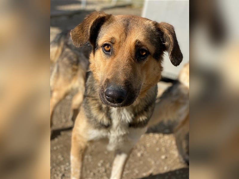 Yassin, geb. ca. 06/2020, lebt in GRIECHENLAND, im städt. Tierheim Serres