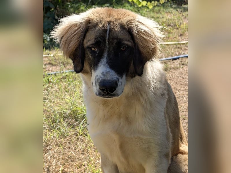 Ley, geb. ca. 12/2024, lebt in GRIECHENLAND, auf einer privaten Pflegestelle