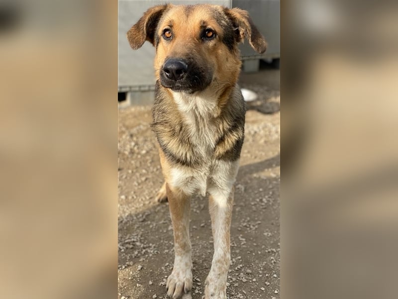 Yassin, geb. ca. 06/2020, lebt in GRIECHENLAND, im städt. Tierheim Serres