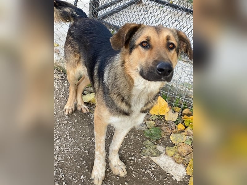 Yassin, geb. ca. 06/2020, lebt in GRIECHENLAND, im städt. Tierheim Serres