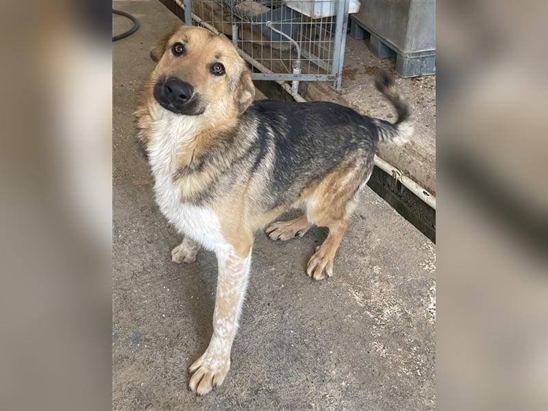 Yassin, geb. ca. 06/2020, lebt in GRIECHENLAND, im städt. Tierheim Serres