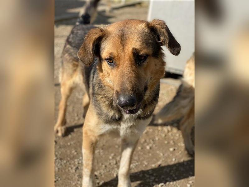 Yassin, geb. ca. 06/2020, lebt in GRIECHENLAND, im städt. Tierheim Serres