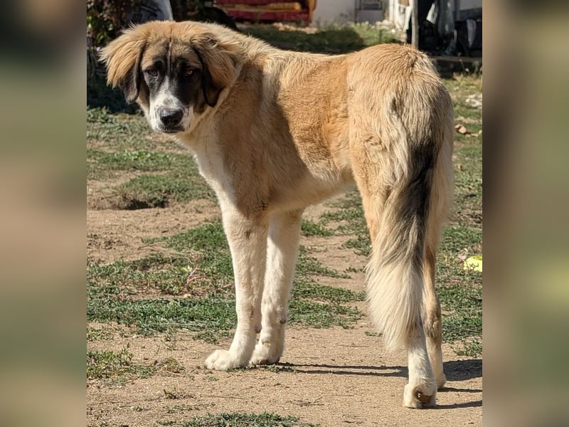 Ley, geb. ca. 12/2024, lebt in GRIECHENLAND, auf einer privaten Pflegestelle