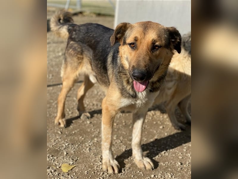 Yassin, geb. ca. 06/2020, lebt in GRIECHENLAND, im städt. Tierheim Serres