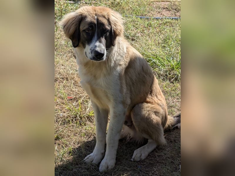 Ley, geb. ca. 12/2024, lebt in GRIECHENLAND, auf einer privaten Pflegestelle