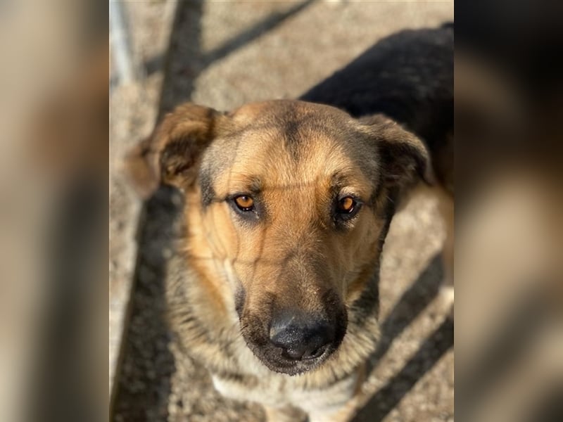 Yassin, geb. ca. 06/2020, lebt in GRIECHENLAND, im städt. Tierheim Serres