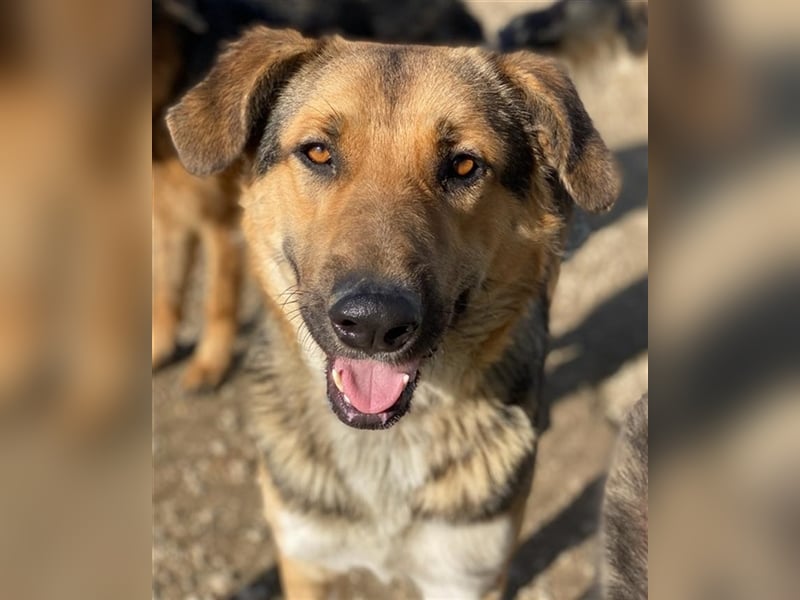 Yassin, geb. ca. 06/2020, lebt in GRIECHENLAND, im städt. Tierheim Serres